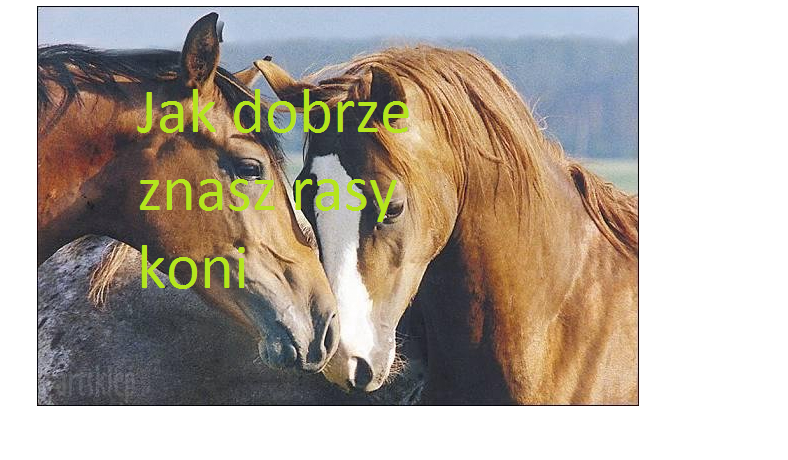 Czy znasz rasy koni?