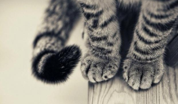 Wylosuj dla siebie cytat!