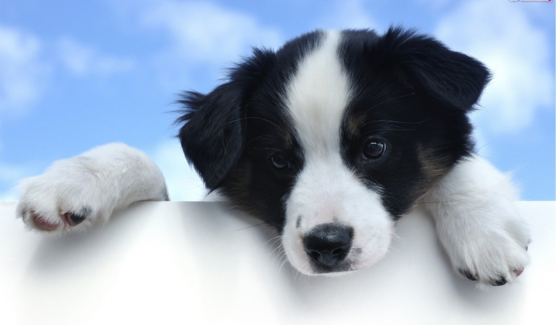 Jaka rasa psa do ciebie pasuje???