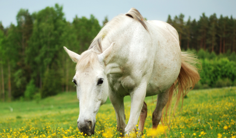 Jakim koniem jesteś?
