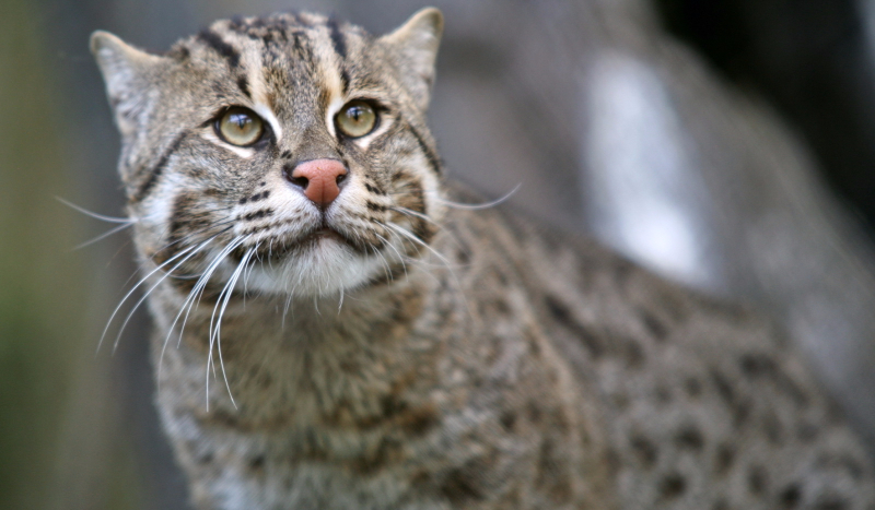 Co to za dziki kot ?