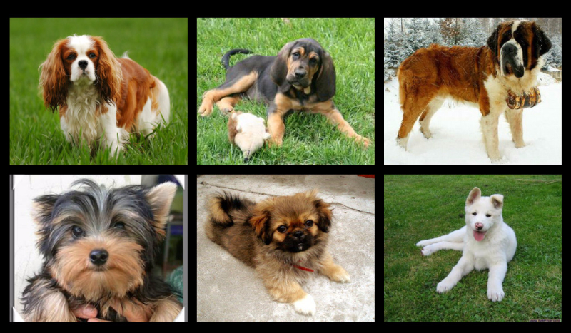 Jaka rasa psa do ciebie pasuję?