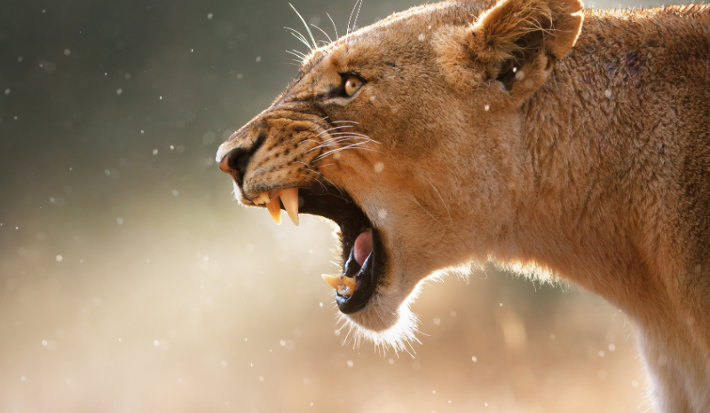 How much do you know about animals?