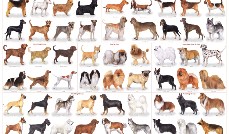 Jak dobrze znasz rasy psów? (UWAGA! TRUDNE)