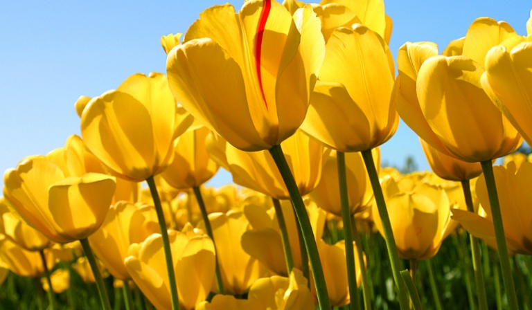 Jakim kwiatem jesteś