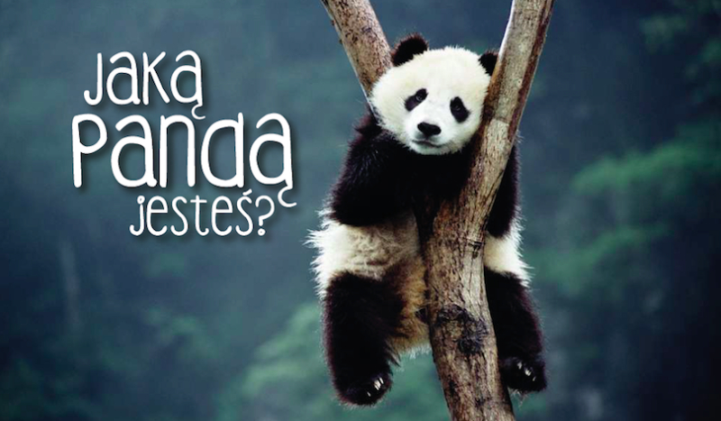 Jaką pandą jesteś?