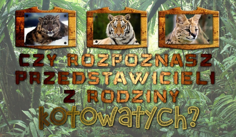 Czy uda Ci się rozpoznać przedstawicieli z rodziny kotowatych?