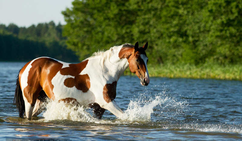 Jaką rasą konia jesteś