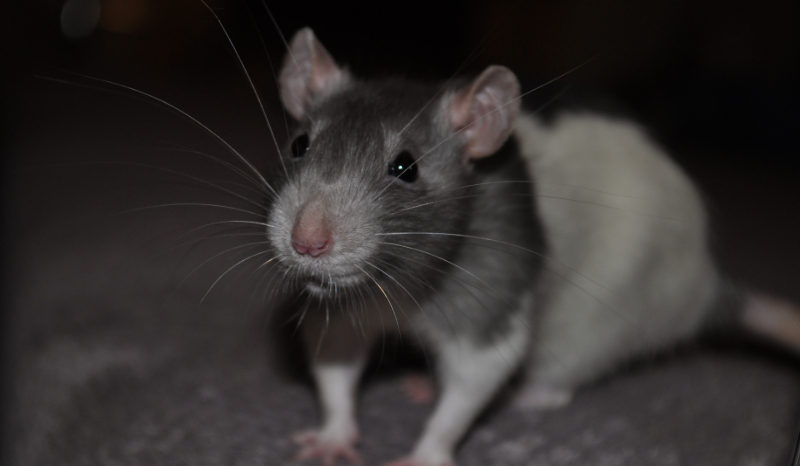 Czy możesz być właścicielem szczurków?