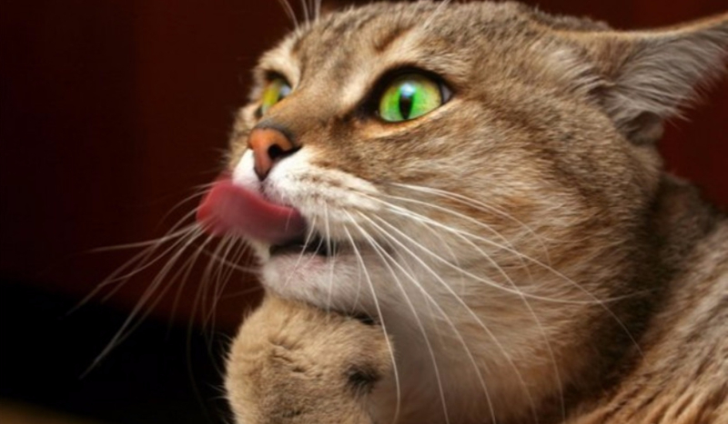 Jakim jesteś kotem?