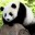_-Panda-_