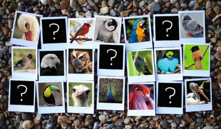 Czy rozpoznasz te ptaki?