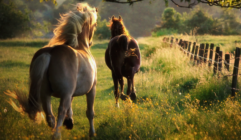 Jak dobrze znasz się na koniach?