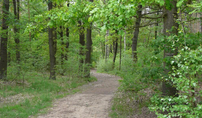 Magiczny las – Opowiadanie