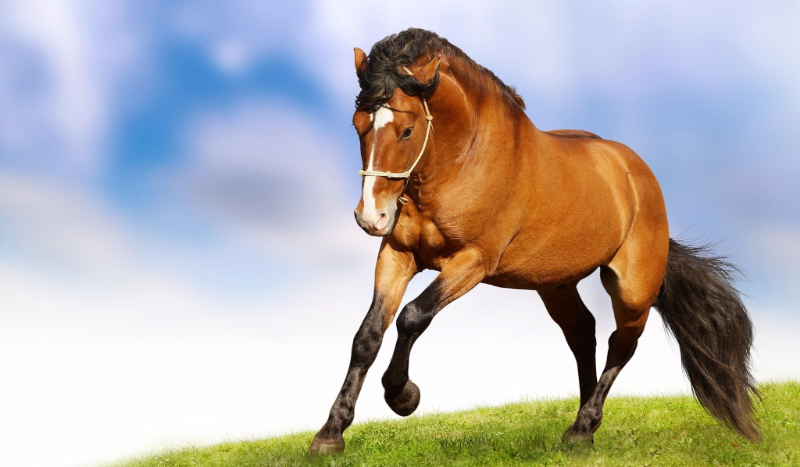 Najlepszy Przyjaciel #1