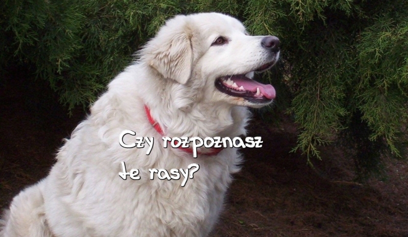 Czy rozpoznasz te rasy?