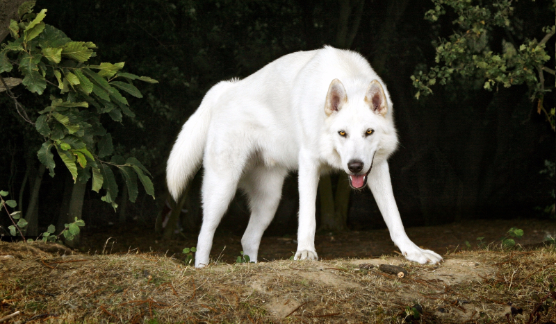 Jakim jesteś wilkiem?
