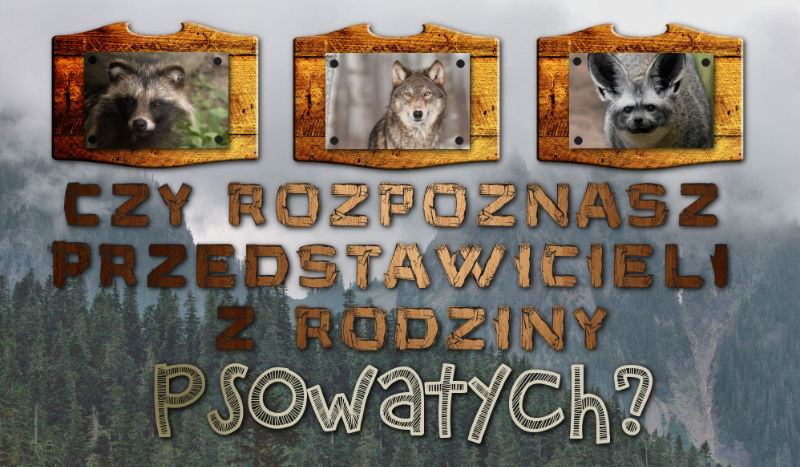 Czy uda Ci się rozpoznać przedstawicieli z rodziny psowatych?