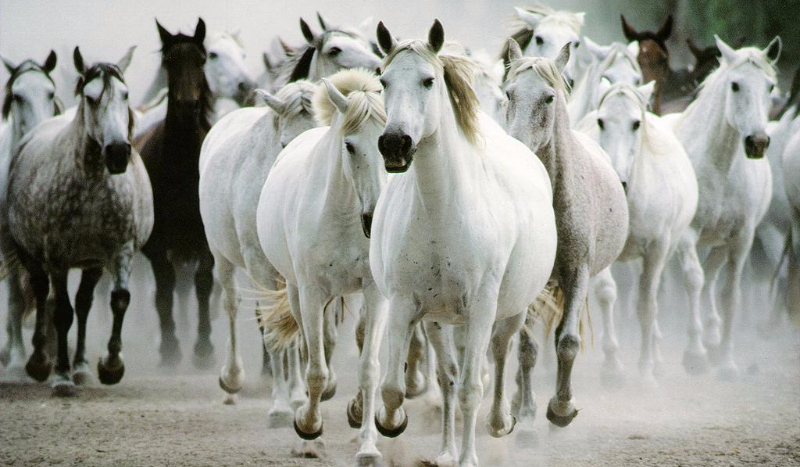 Jaką rasą konia jesteś?