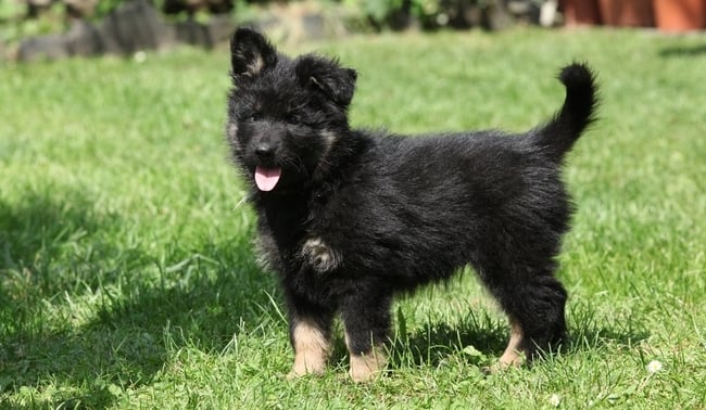 Jaki pies do cb pasuje?