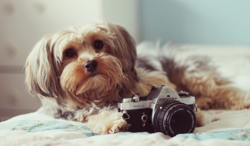 Jak bardzo kochasz psy?