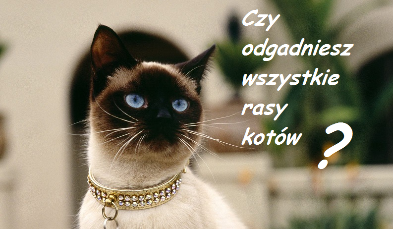 Czy odgadniesz wszystkie rasy kotów?