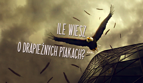 Ile wiesz o drapieżnych ptakach?