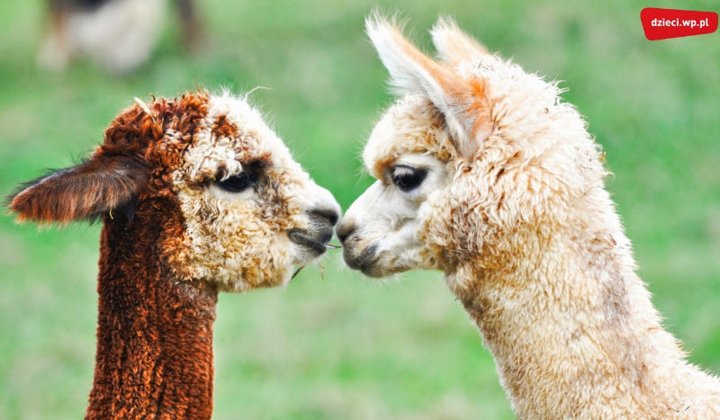 Jaką jesteś lamą?