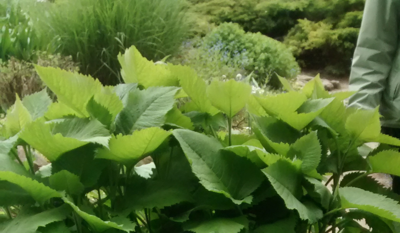 Jakim kwiatem jesteś.