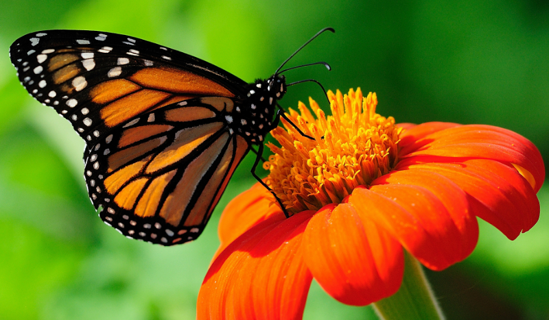 Czy jesteś słodką dziewczyną?