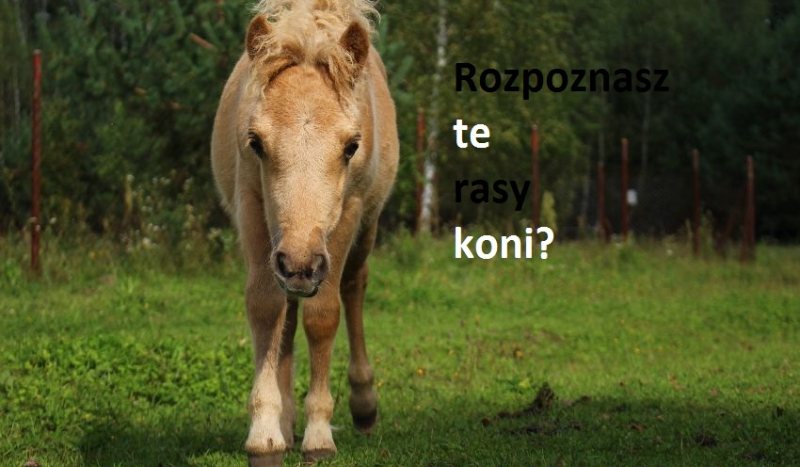 Rozpoznasz te rasy koni?