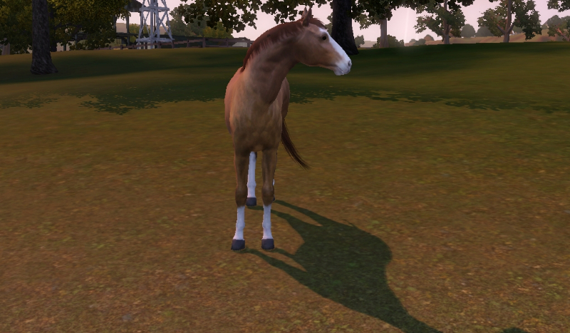 Ile wiesz o jeździectwie?