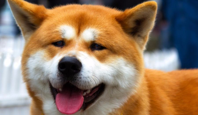 Czy znasz rasy psów?