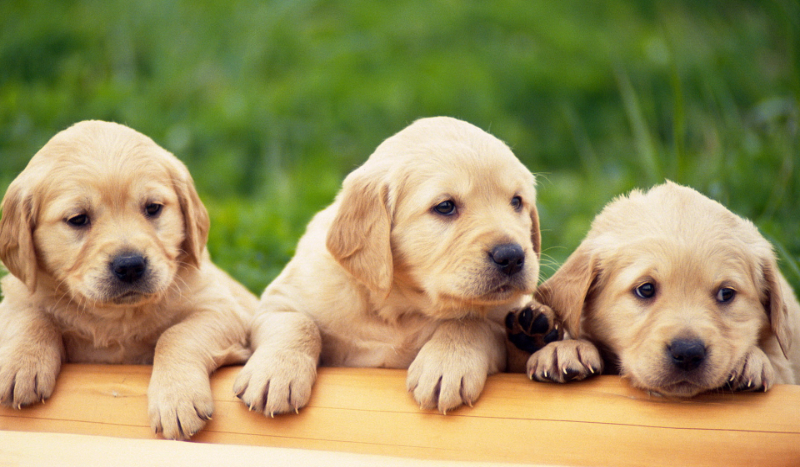 Kim jesteś psiakami czy kotkami