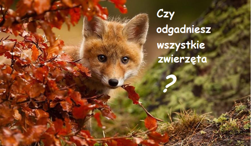 Czy odgadniesz wszystkie zwierzęta?
