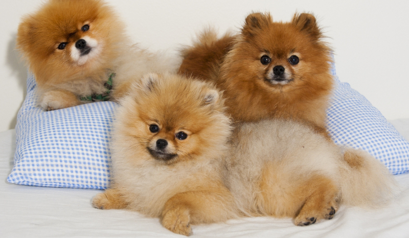 jaki jest twój zwierzak?