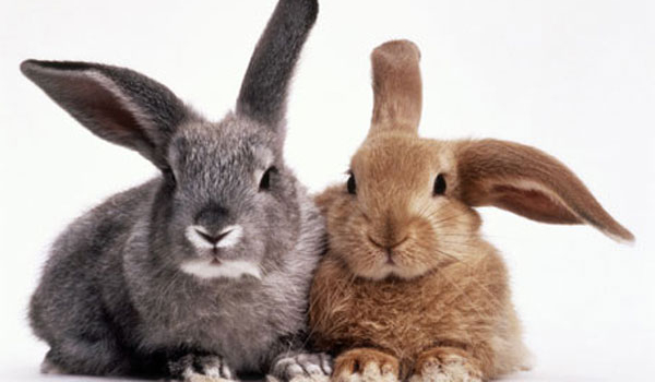 Czy znasz się na królikach ?