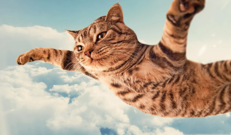 Jakim typem kota jesteś?