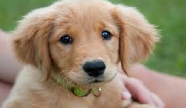 Czy będziesz dobrym właścicielem Psa?