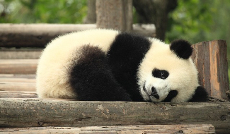 Jak dobrze znasz Nightmare Pandę?