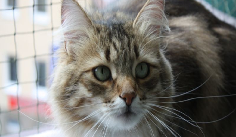 Jak dobrze znasz rasy kotów?