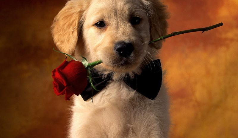 20 pytań? z serii co wolisz?