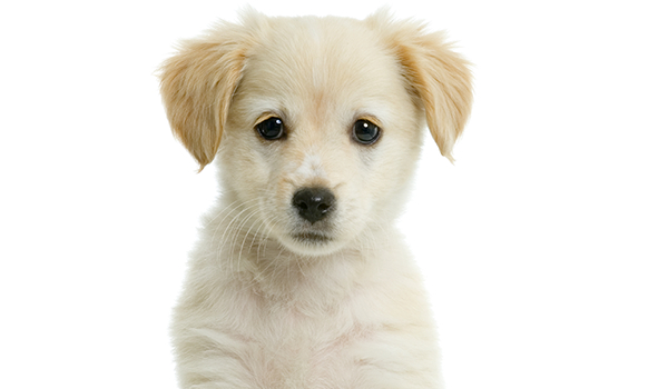 Czy znasz Glampaulę wersja hard