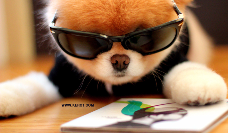 Jaki będzię twój pies?