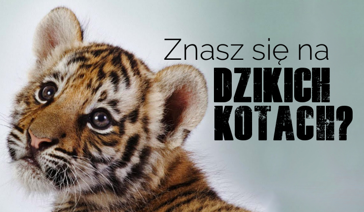 Czy znasz poszczególne nazwy dzikich kotów?
