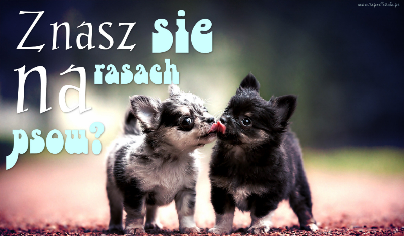 Znasz się na rasach psów?