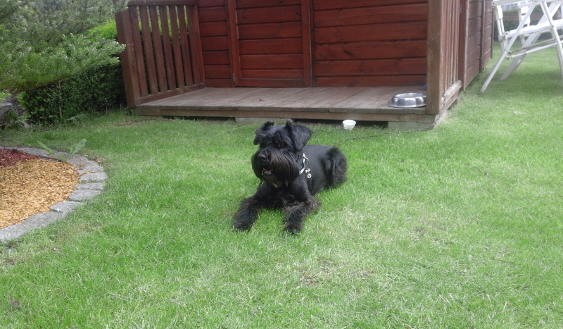 Jakiego psa przypominasz