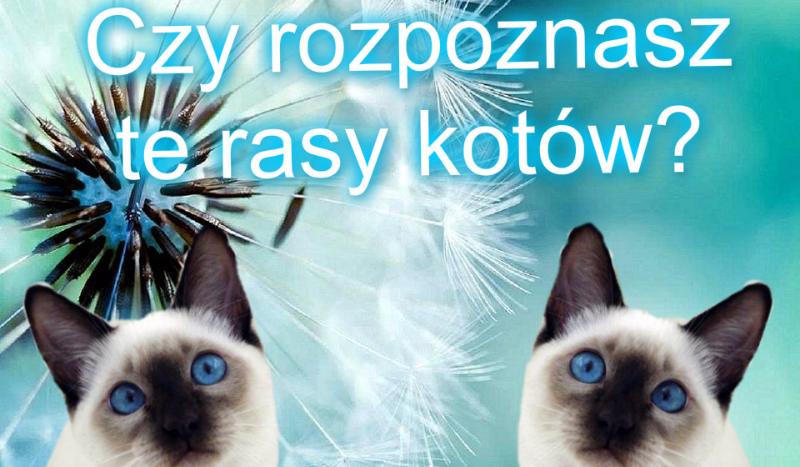 Czy rozpoznasz te rasy kotów?