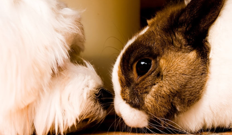 Test o zwierzętach domowych