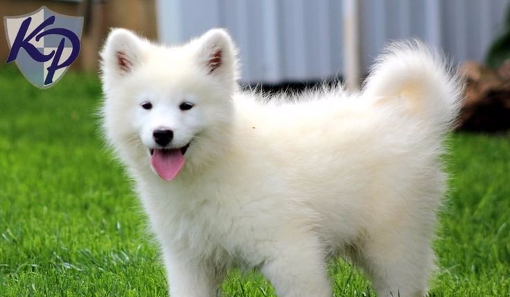 Jak dobrze znasz psy